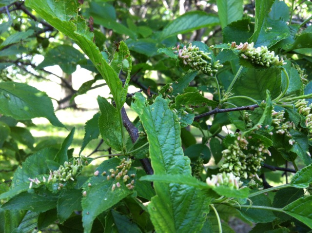 Plum Tree Disease 