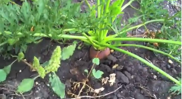 Labor Day Farm Garden video