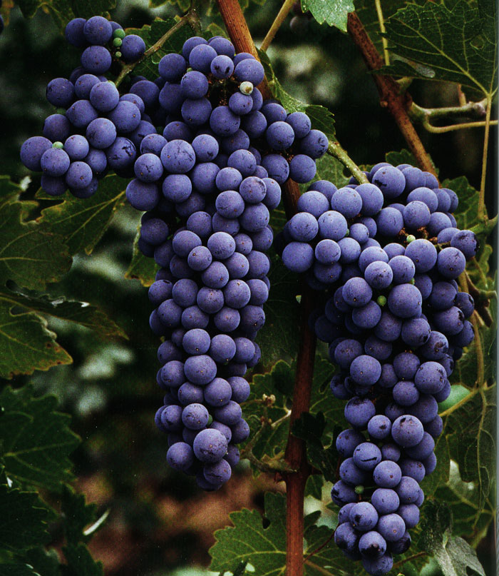 Napa Cabernet