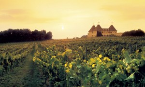 Loire-vineyard