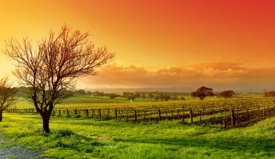 Springtime in Barossa