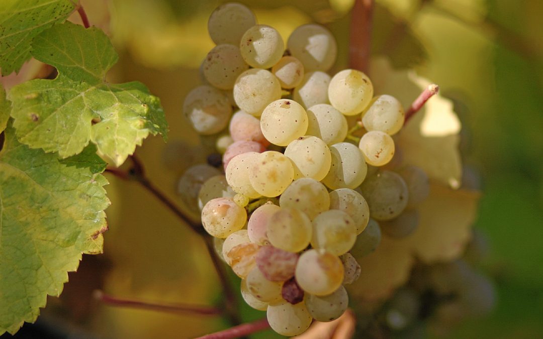 Dry Rieslings